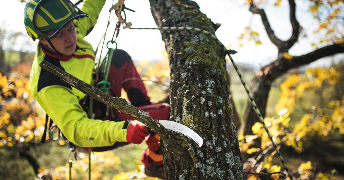 Treklatrer med beskyttelsesutstyr bruker en håndsag for å kappe en grein i et tre.